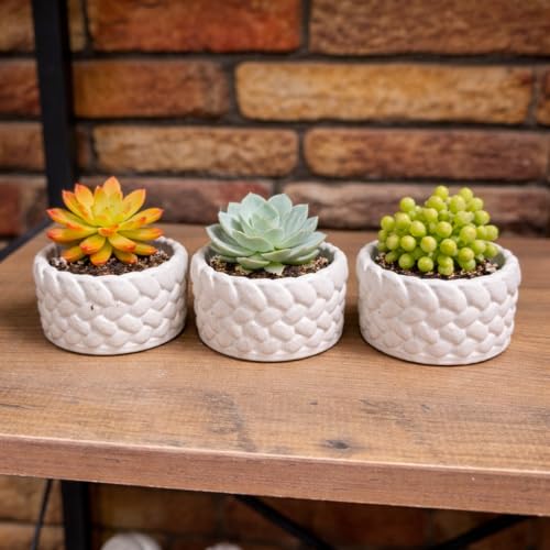 Toptan 3’lü Mini Saksı Seti 5 cm